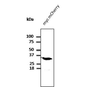 293 cells