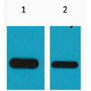 Western Blot