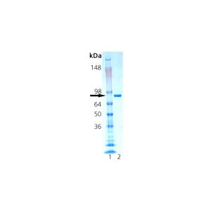 Heat shock protein HSP 90-alpha SDS-PAGE 