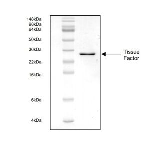 Recombinant proteins