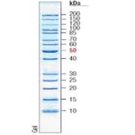 10-200kDa Wide Range Protein Molecular Weight Marker, Unstained