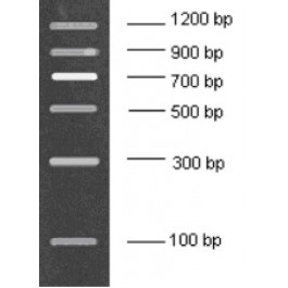 100-1200bp DNA Marker, Ready-to-use