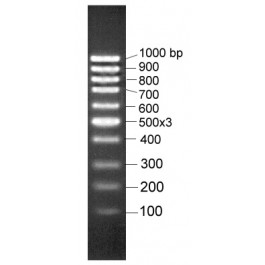 100-1000bp DNA Marker, Ready-to-use