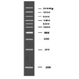 200-2000bp DNA Marker Plus, Ready-to-use