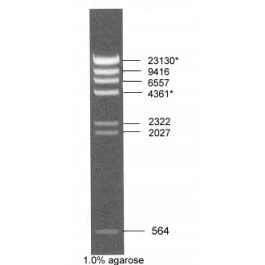 Lambda DNA/HindIII Marker, Ready-to-use