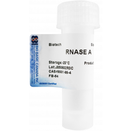 RNase A