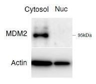 Anti-MDM2 antibody used in Western Blot (WB). GTX100531