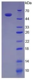 Human IL12A + IL27B fusion protein, His tag (active). GTX00070-pro