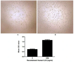 Human IL12A + IL27B fusion protein, His tag (active). GTX00070-pro