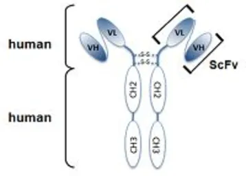 Anti-alpha Tubulin antibody [F2C] (ATTO-488) used in  (). GTX33912-13