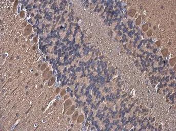 Anti-YAP1 antibody [GT256] used in IHC (Paraffin sections) (IHC-P). GTX633541