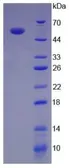 Human IL12A + IL27B fusion protein, His tag (active). GTX00070-pro