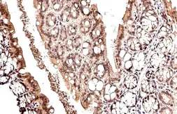 Anti-MDM2 antibody used in IHC (Paraffin sections) (IHC-P). GTX100531