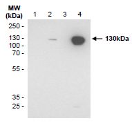 SZ31_Western-Blot