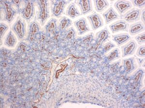 Immunohistochemical staining (IHC) with anti-CD31 (PECAM-1) Antibody (clone SZ31) - dianova