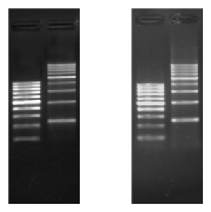 Gel Loading Buffer with DNA Stain (l.) vs. gel stained with Ethidium Bromide (r.)