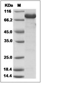 LON PROTEASE Protein, E. coli, Recombinant (His)