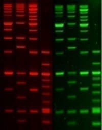 GelGreen® Agarose LE