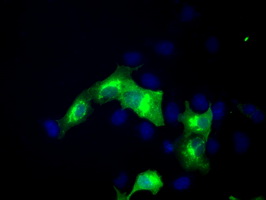 ERMAP Mouse Monoclonal Antibody (Biotin conjugated) [Clone ID: OTIC8]