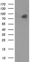 PTP epsilon (PTPRE) Mouse Monoclonal Antibody [Clone ID: OTI3B8]