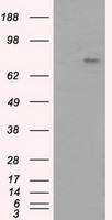 PTP epsilon (PTPRE) Mouse Monoclonal Antibody [Clone ID: OTI3D4]