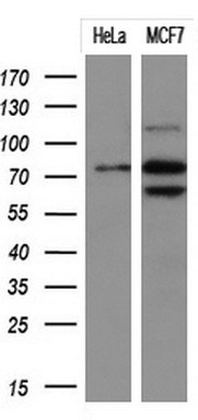 PTP epsilon (PTPRE) Mouse Monoclonal Antibody [Clone ID: OTI2A9]