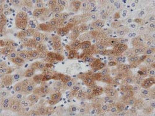 PTP epsilon (PTPRE) Mouse Monoclonal Antibody (Biotin conjugated) [Clone ID: OTI3E1]