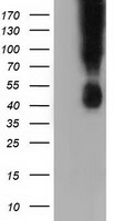 B7-1 (CD80) Mouse Monoclonal Antibody [Clone ID: OTI2E5]