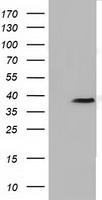 FKBPL Mouse Monoclonal Antibody [Clone ID: OTI4G1]