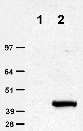 9E10, Anti-Myc tag monoclonal antibody, HRP