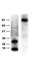 Anti-DDK (FLAG) rabbit polyclonal antibody