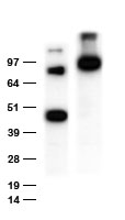 Anti-MYC tag rabbit polyclonal antibody