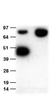 Anti-MYC tag Goat polyclonal antibody