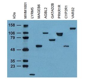 Anti-Myc and Anti-DDK monoclonal antibodies