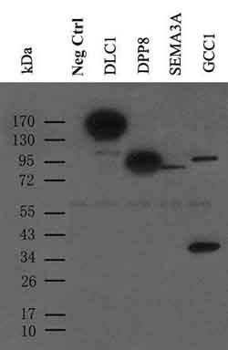 9E10, Anti-Myc Monoclonal Antibody