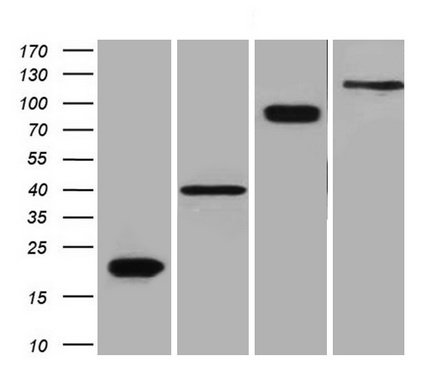 DDK (FLAG) mouse monoclonal antibody, clone OTI11C3