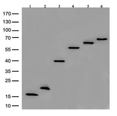 DDK Rabbit monoclonal antibody, recognizing both N- and C-terminal tags