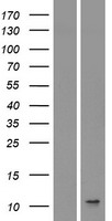 IL8 (CXCL8) (NM_000584) Human Over-expression Lysate