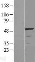 LKB1 (STK11) (NM_000455) Human Over-expression Lysate