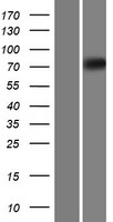 EOMES (NM_005442) Human Over-expression Lysate