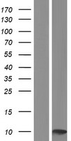 Small EDRK rich factor 1 (SERF1A) (NM_022968) Human Over-expression Lysate