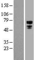 TFE3 (NM_006521) Human Over-expression Lysate