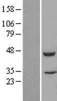 FKBPL (NM_022110) Human Over-expression Lysate