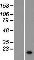 Small EDRK rich factor 1 (SERF1B) (NM_022978) Human Over-expression Lysate