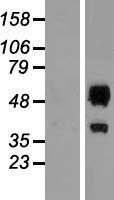 ERMAP (NM_001017922) Human Over-expression Lysate