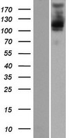 PLEKHM2 (NM_015164) Human Over-expression Lysate