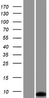 Small integral membrane protein 6 (SMIM6) (NM_001162997) Human Over-expression Lysate