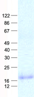 Interferon gamma (IFNG) (NM_000619) Human Recombinant Protein