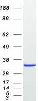 Calretinin (CALB2) (NM_001740) Human Recombinant Protein