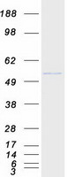 Retinoic Acid Receptor gamma (RARG) (NM_000966) Human Recombinant Protein